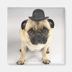 Imã Buldogue francês que veste o jogador, tiro do