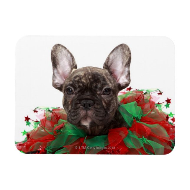 Ímã Buldogue francês vestindo colarinho de Natal (Horizontal)