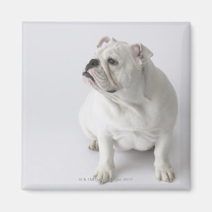 Imã Buldogue inglês branco