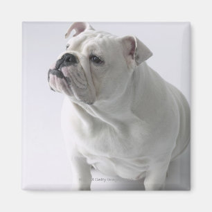 Imã Buldogue inglês branco que senta-se no estúdio,