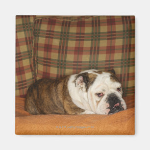 Imã buldogue que encontra-se em um sofá