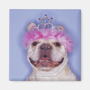 Imã Buldogue que veste a tiara