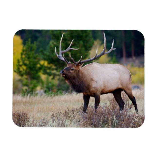 Ímã Bull & Aspen Trees | Rocky Mountain National Park (Horizontal)