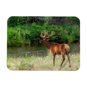 Ímã Bull Elk in the National Bison Range, Montana