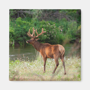 Imã Bull Elk in the National Bison Range, Montana