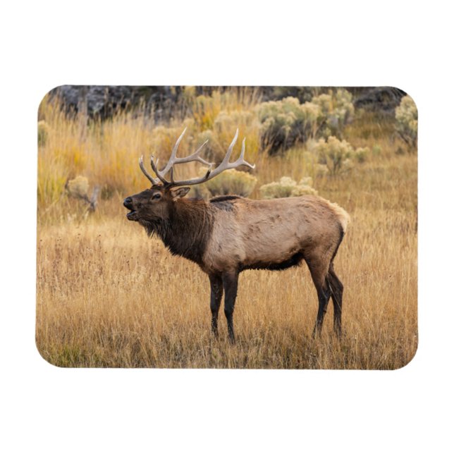 Ímã Bull Elk | Parque Nacional Yellowstone (Horizontal)