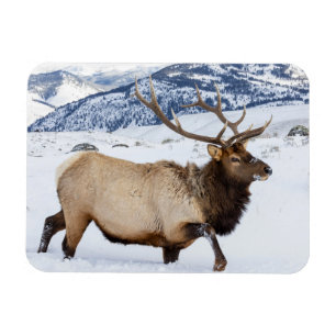 Ímã Bull Elk Wyoming