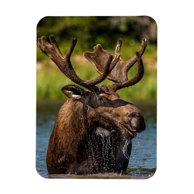 Ímã Bull Moose | Glacier National Park Montana (Vertical)
