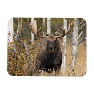 Ímã Bull Moose Impressionante