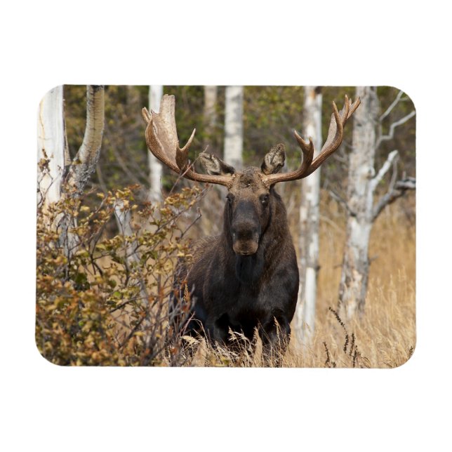 Ímã Bull Moose Impressionante (Horizontal)