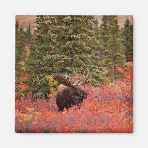 Imã Bull Moose Standing In Red Dwarf Birch