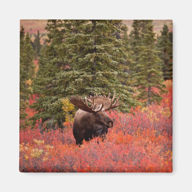 Imã Bull Moose Standing In Red Dwarf Birch (Frente)