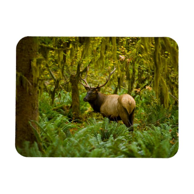 Ímã Bull Roosevelt Elk (Horizontal)