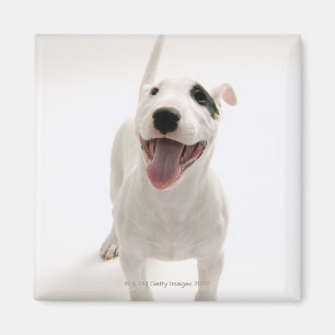 Imã Bull terrier alegre