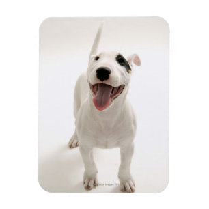 Ímã Bull terrier alegre