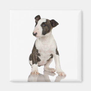 Imã Bull Terrier Magnet