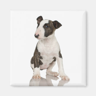 Imã Bull Terrier Magnet