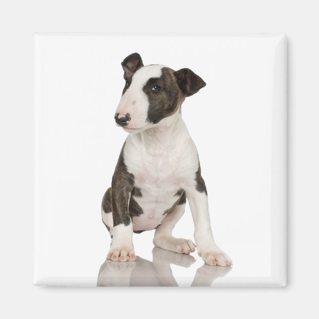 Imã Bull Terrier Magnet (Frente)