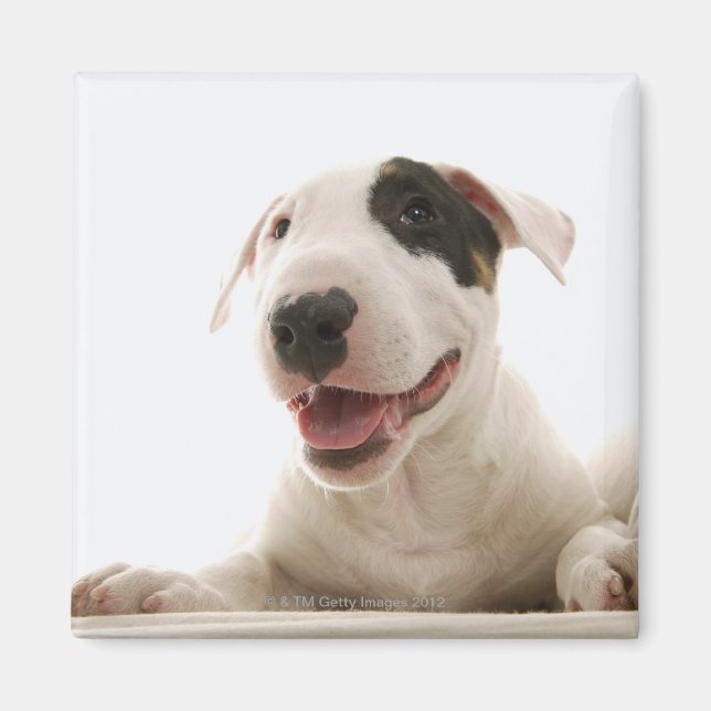 Imã Bull Terriers (Frente)