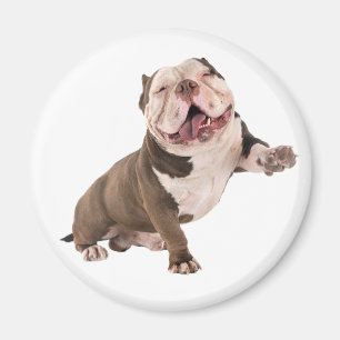 Imã Bulldog Americano Engraçado Amor Cachorrinho