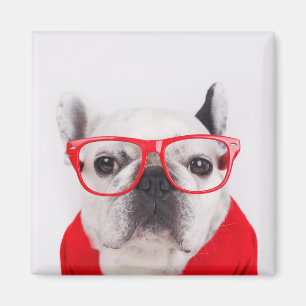 Imã Bulldog francês com óculos e saia