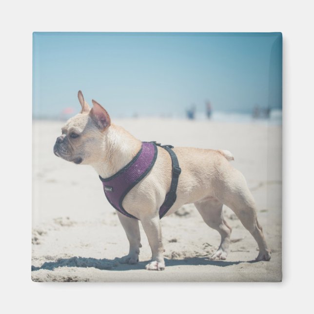 Imã Bulldog Francês Na Praia (Frente)