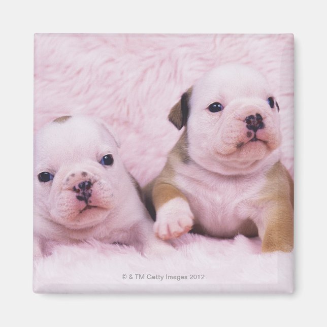 Imã Bulldog; frequentemente chamado de Bulldog Inglês. (Frente)