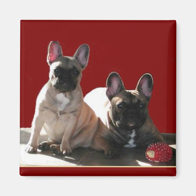 Imã Bulldogs franceses Flo e Fips  (Frente)