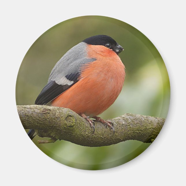Imã Bullfinch (Frente)
