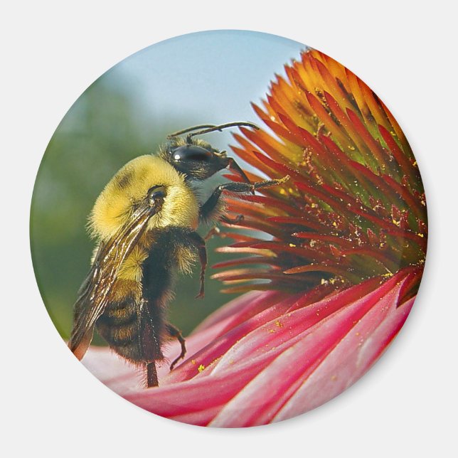 Imã Bumble Bee com Sky Heart (Frente)