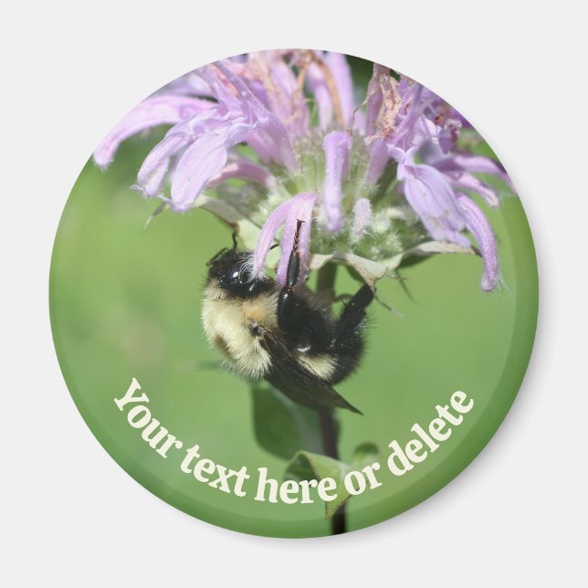 Imã Bumble Bee On Bee Balm Flower Personalized (Frente)