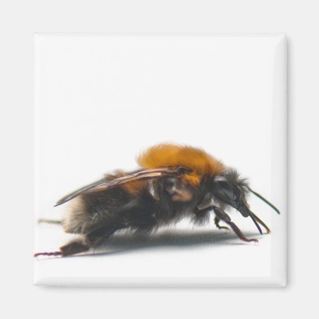 Imã Bumblebee (Frente)