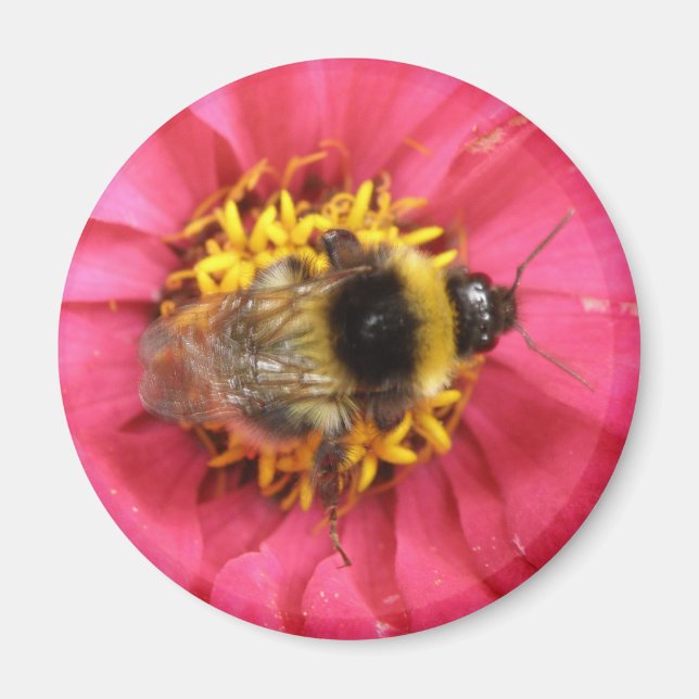 Imã Bumblebee Magnet (Frente)