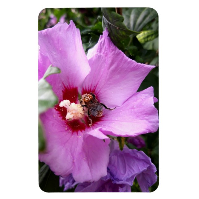 Ímã Bumblebee na Flor de Hibiscus (Vertical)