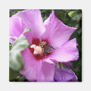 Imã Bumblebee na Flor de Hibiscus