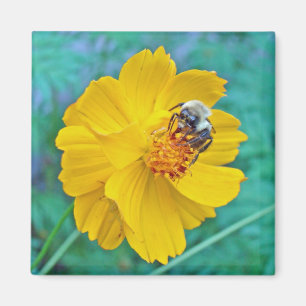 Imã Bumblebee no Cosmos