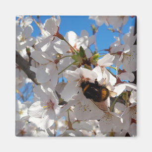 Imã Bumblebee no florescimento selvagem de cereja