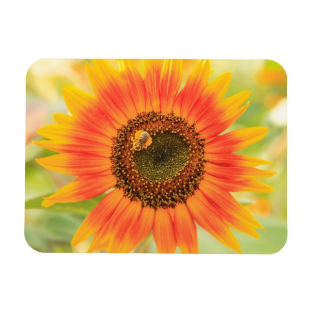 Ímã Bumblebee no girassol, Jardim Comunitário (Horizontal)