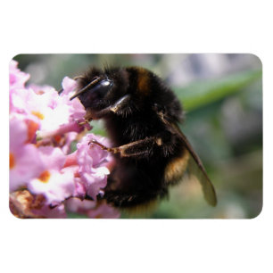 Ímã Bumblebee Ocupado e Flores Rosa Flexi Magnet