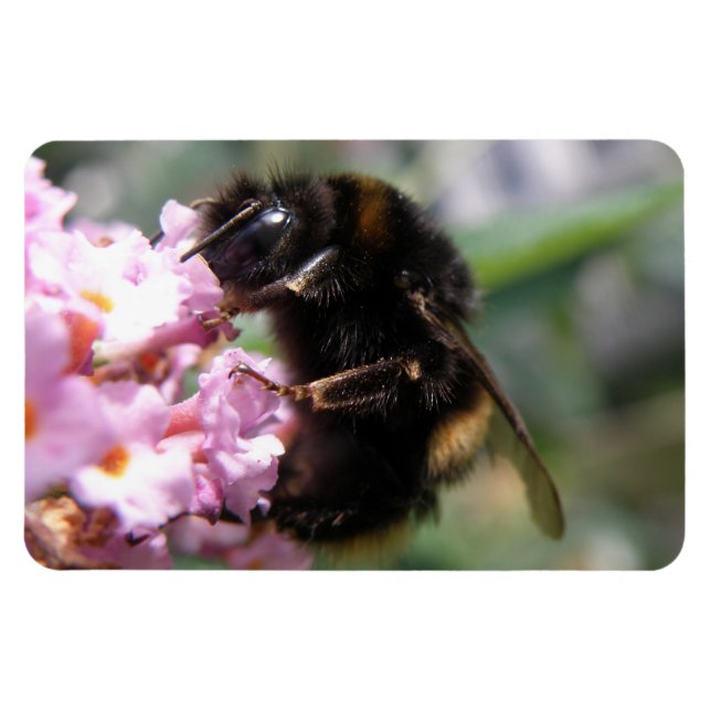 Ímã Bumblebee Ocupado e Flores Rosa Flexi Magnet (Horizontal)