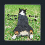 Imã Bumbum Funny Corgi<br><div class="desc">Adivinha o quê? Bumbum Corgi. Minha piada favorita como dono de Pembroke Welsh Corgi. Este belo coelho pertence a um adorável cão tricolor corgi e faz um magnata excelente.</div>