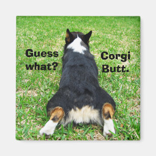 Imã Bumbum Funny Corgi