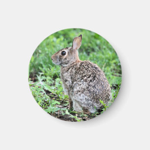 Imã Bunny  