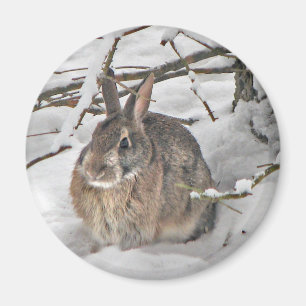 Imã Bunny Magnet