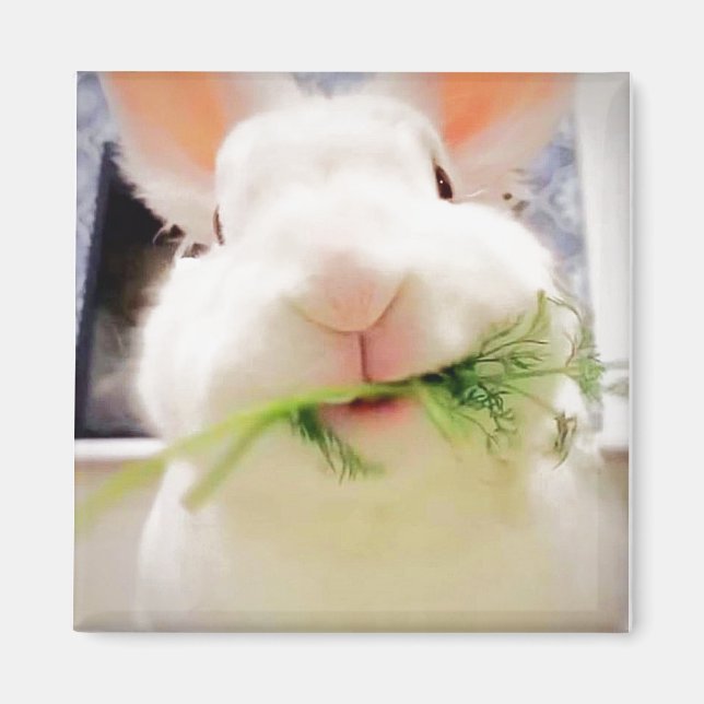 Imã Bunny Magnet (Frente)