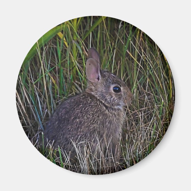 Imã Bunny Magnet (Frente)