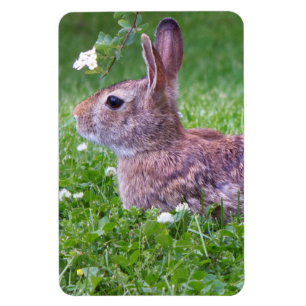 Ímã Bunny Rabbit em Grass Closeup Foto