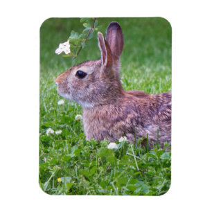 Ímã Bunny Rabbit em Grass Closeup Foto