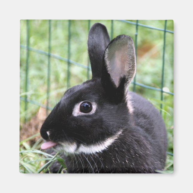 Imã Bunny razzberry (Frente)