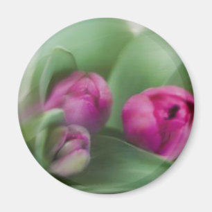 Imã Buquê da tulipa